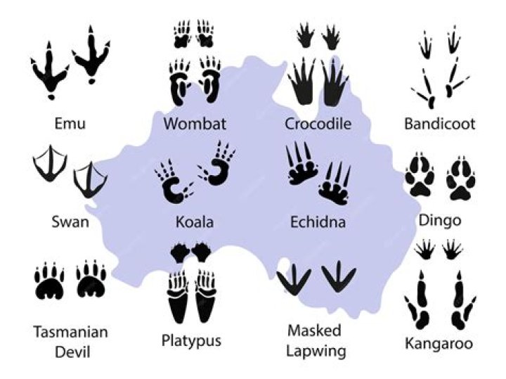 Exploring "Massa 49": A Look at Its Diverse Meanings and Cultural Footprints