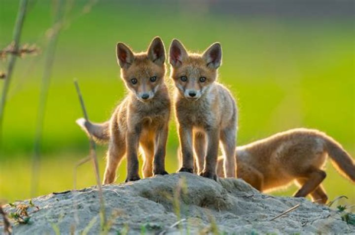 Exploring the Enduring Mystery of 2 Babies One Fox