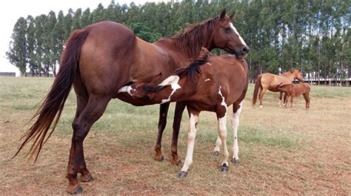 Horses Mating: Unraveling the Natural Breeding Process