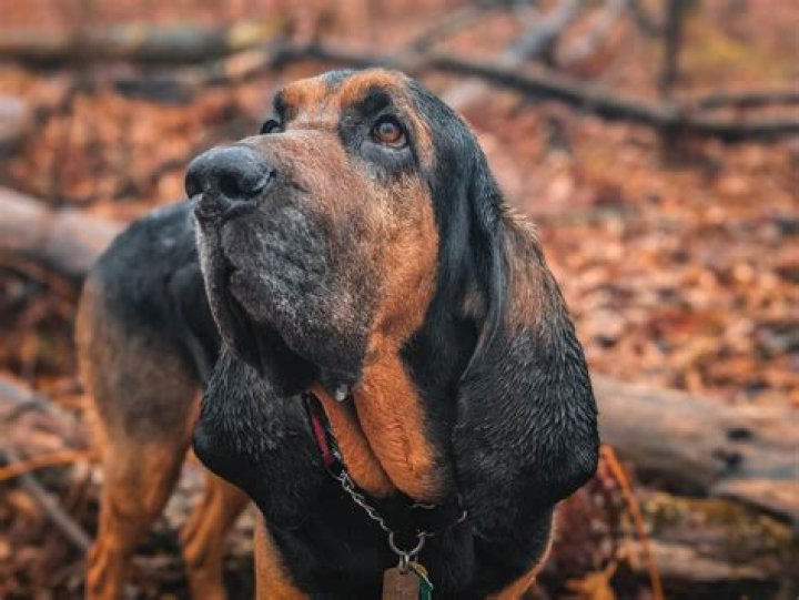 How Tall Is Bloodhound Lil Jeff? Uncovering the Stature of a Legend