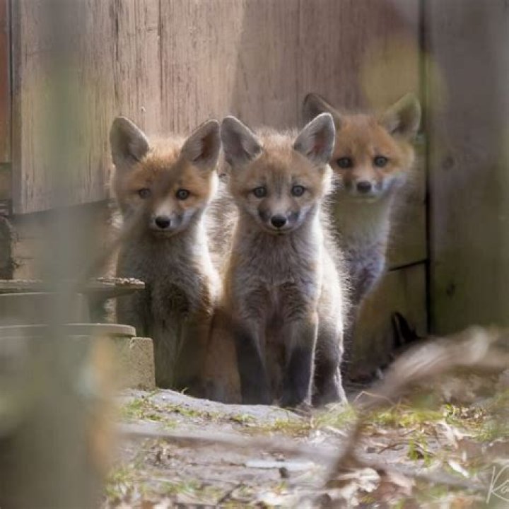 Two Baby One Fox: Unpacking a Curious Wildlife Encounter