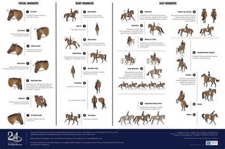Understanding Horse Mating Naturally: Insights into Equine Instincts